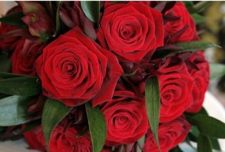 Red Roses Red Roses