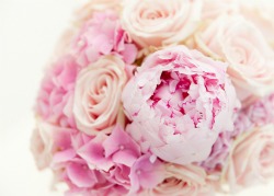 pink peonies and pink roses wedding bouquet pink peonies and pink roses wedding bouquet