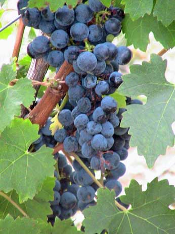 Merlot-grapes Merlot grapes on vine