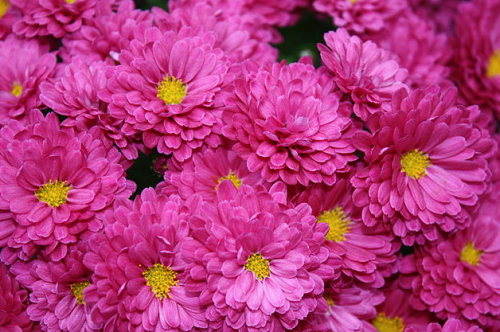 autumn wedding flowers chrysanthemums