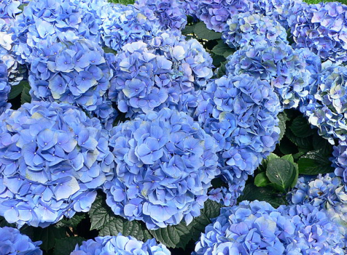 Hydrangeas are easy to DIY as table centres