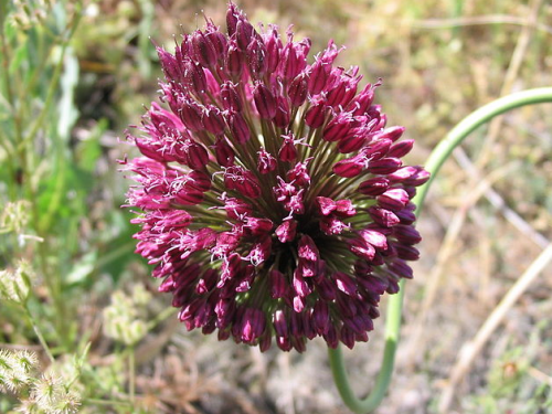 Alliums are dainty