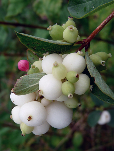 Delicate snowberries