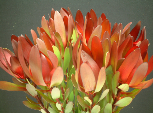 Leucadendrons can be spectacular