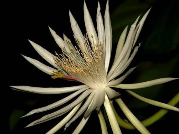 Kadupul flower