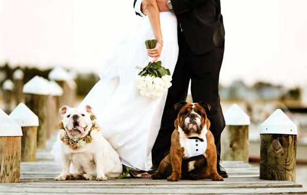 Dogs-in-Weddings-3-Jordan-McBride