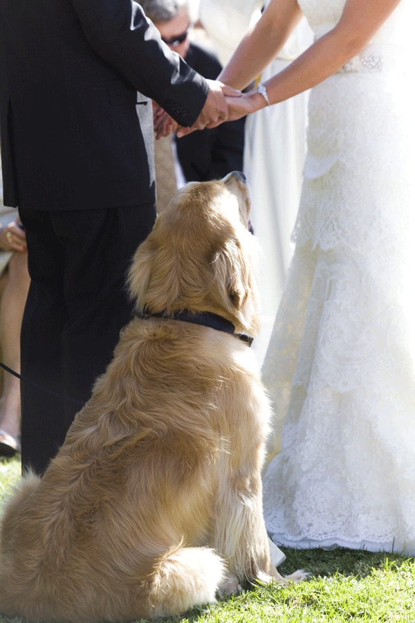 Dogs-in-Weddings-9-Jordan-McBride