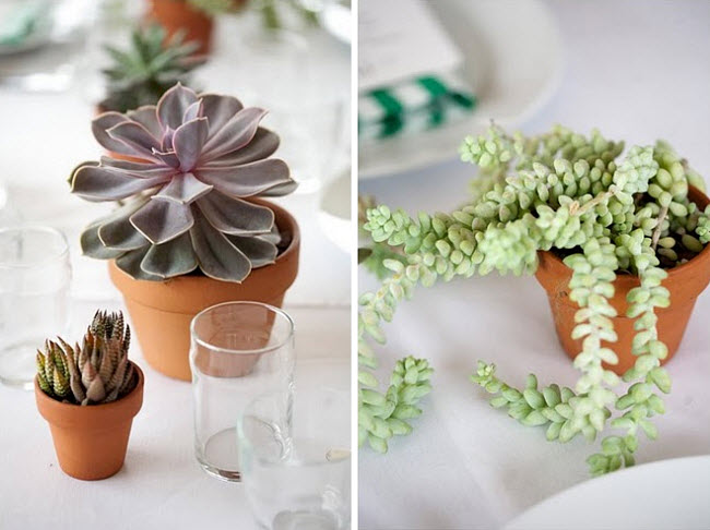 succulents4.jpg